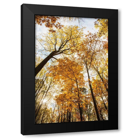 Towering Trees II Black Modern Wood Framed Art Print with Double Matting by Aledanda