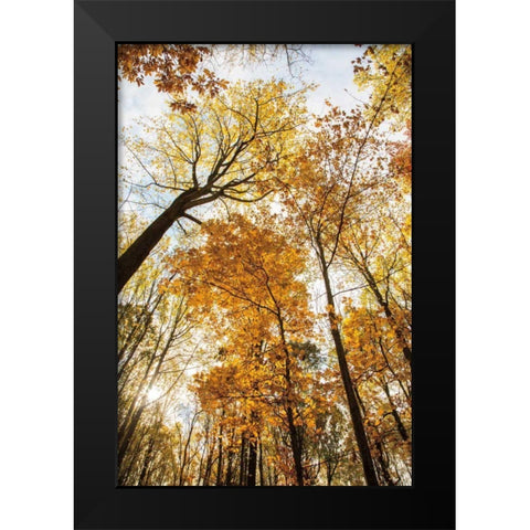 Towering Trees II Black Modern Wood Framed Art Print by Aledanda