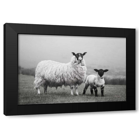 Islay Sheep I Black Modern Wood Framed Art Print by Marshall, Laura