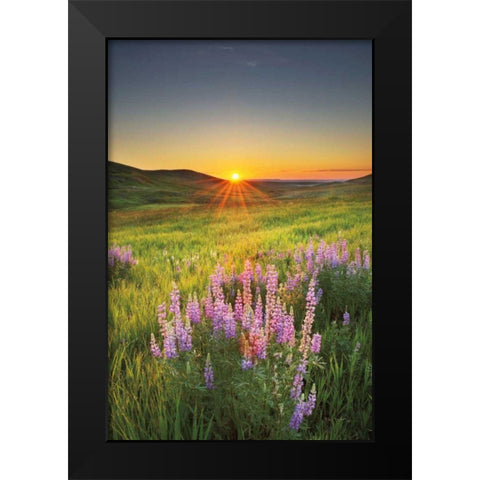 Prairie Sunrise Black Modern Wood Framed Art Print by Majchrowicz, Alan