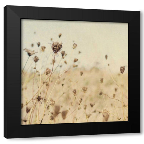 Falling Queen Annes Lace II Crop Sepia Black Modern Wood Framed Art Print by Urquhart, Elizabeth
