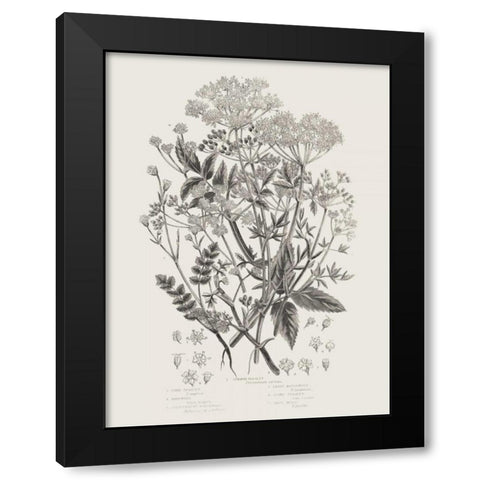 Flowering Plants I Neutral Black Modern Wood Framed Art Print by Wild Apple Portfolio