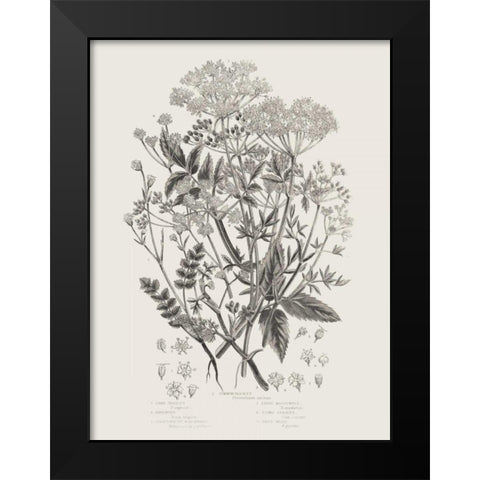 Flowering Plants I Neutral Black Modern Wood Framed Art Print by Wild Apple Portfolio