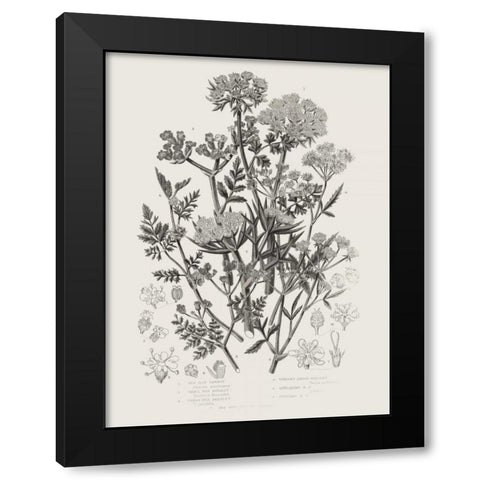 Flowering Plants IV Neutral Black Modern Wood Framed Art Print by Wild Apple Portfolio