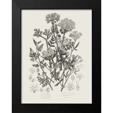 Flowering Plants IV Neutral Black Modern Wood Framed Art Print by Wild Apple Portfolio