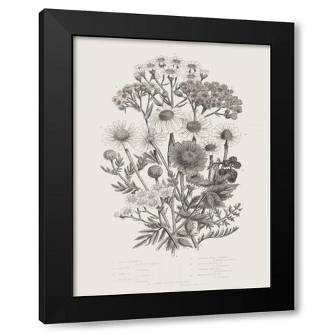 Flowering Plants V Neutral Black Modern Wood Framed Art Print by Wild Apple Portfolio