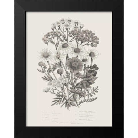 Flowering Plants V Neutral Black Modern Wood Framed Art Print by Wild Apple Portfolio