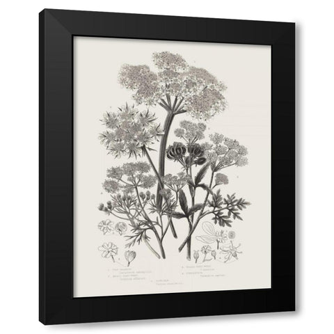 Flowering Plants VI Neutral Black Modern Wood Framed Art Print by Wild Apple Portfolio