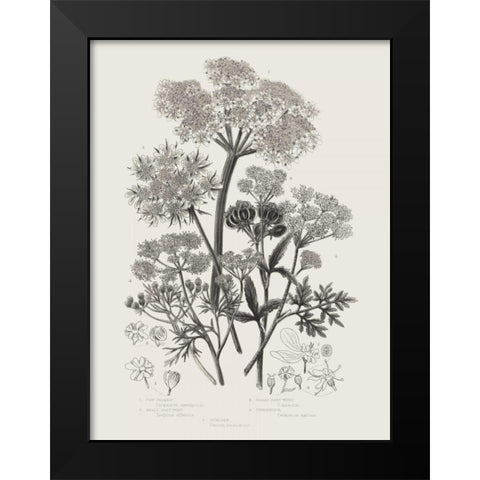 Flowering Plants VI Neutral Black Modern Wood Framed Art Print by Wild Apple Portfolio