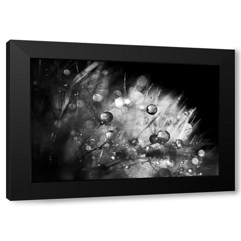 Dandelion Abstract I Black Modern Wood Framed Art Print with Double Matting by Marshall, Laura