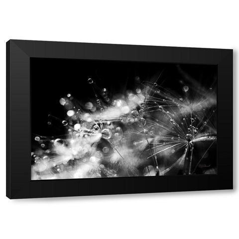 Dandelion Abstract II Black Modern Wood Framed Art Print by Marshall, Laura