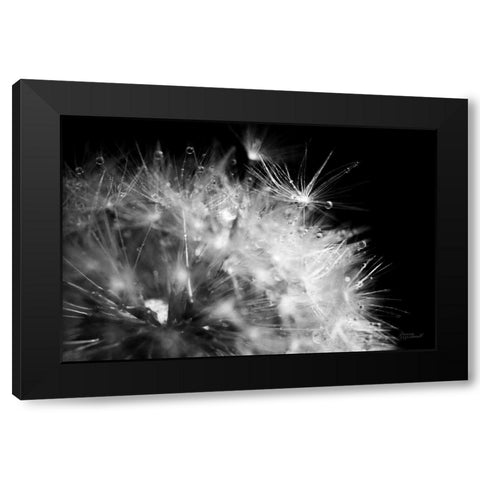 Dandelion Dewdrops I Black Modern Wood Framed Art Print by Marshall, Laura