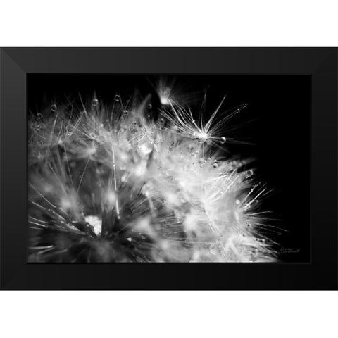 Dandelion Dewdrops I Black Modern Wood Framed Art Print by Marshall, Laura