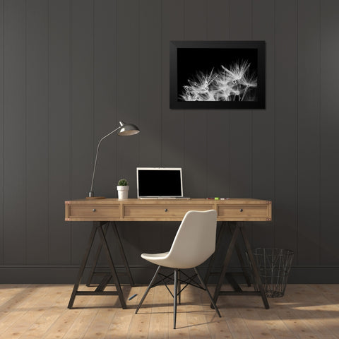 Dandelion Dewdrops II Black Modern Wood Framed Art Print by Marshall, Laura
