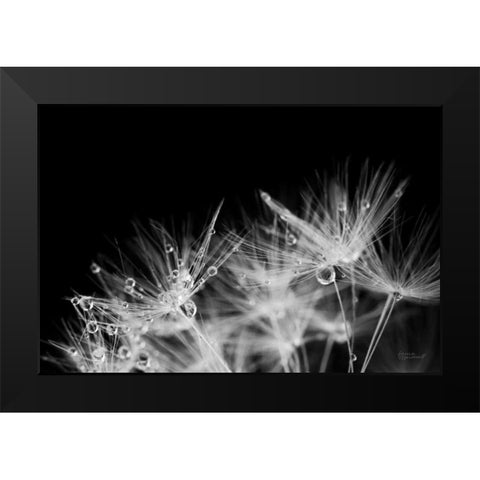 Dandelion Dewdrops II Black Modern Wood Framed Art Print by Marshall, Laura
