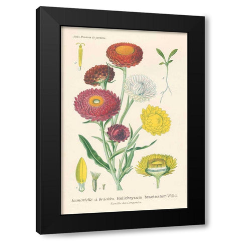 Antique Botanical XL Light Black Modern Wood Framed Art Print by Wild Apple Portfolio