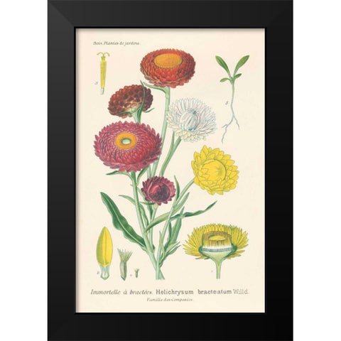 Antique Botanical XL Light Black Modern Wood Framed Art Print by Wild Apple Portfolio