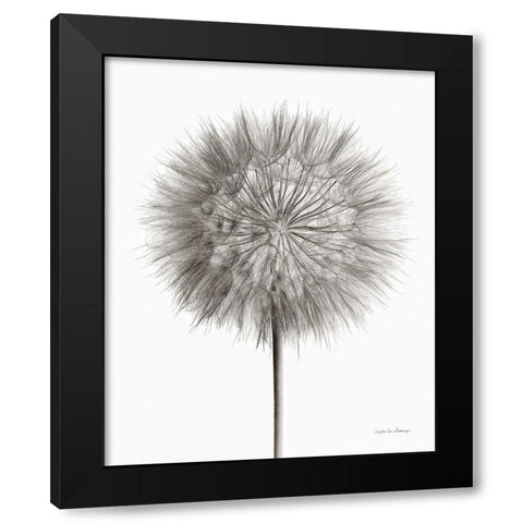 Dandelion Fluff on White Black Modern Wood Framed Art Print by Van Swearingen, Debra