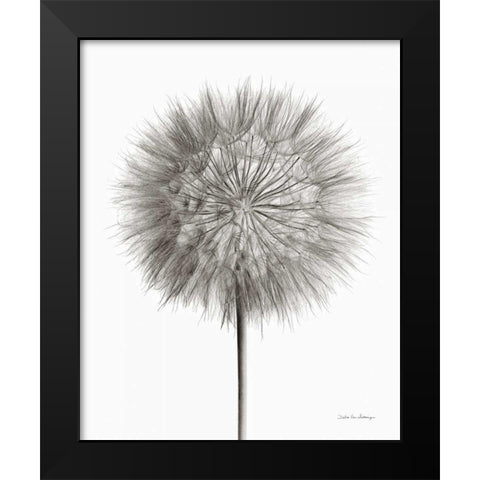 Dandelion Fluff on White Black Modern Wood Framed Art Print by Van Swearingen, Debra