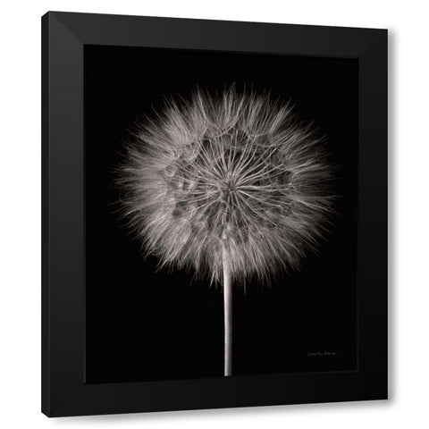 Dandelion Fluff on Black Black Modern Wood Framed Art Print by Van Swearingen, Debra