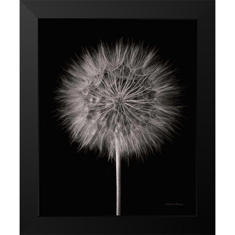 Dandelion Fluff on Black Black Modern Wood Framed Art Print by Van Swearingen, Debra