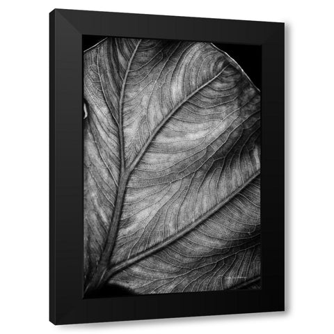 Elephant Ear II Black Modern Wood Framed Art Print by Van Swearingen, Debra