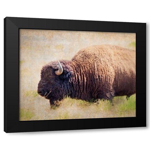 Buffalo II Black Modern Wood Framed Art Print by Van Swearingen, Debra
