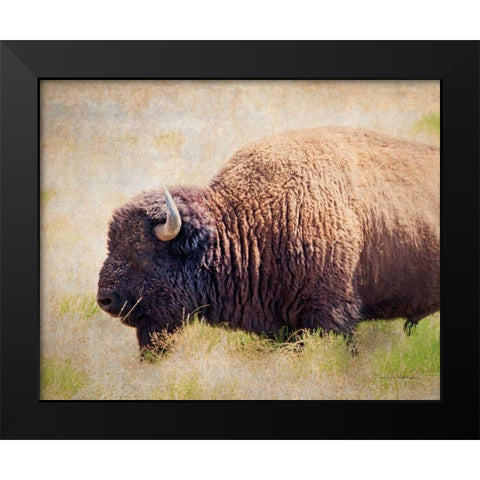Buffalo II Black Modern Wood Framed Art Print by Van Swearingen, Debra