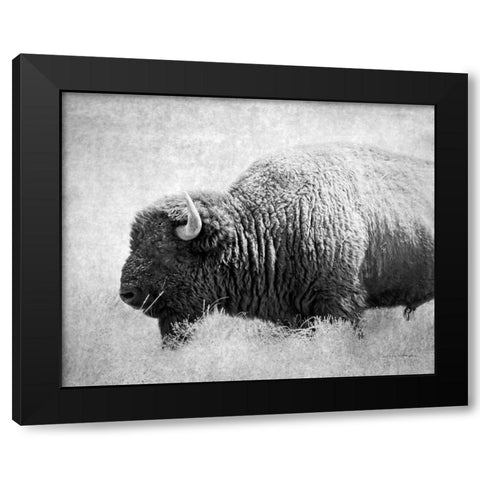 Buffalo II BW Black Modern Wood Framed Art Print with Double Matting by Van Swearingen, Debra