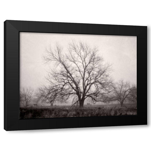 Morning Calm I BW Black Modern Wood Framed Art Print by Van Swearingen, Debra