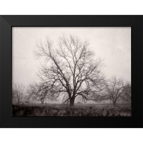 Morning Calm I BW Black Modern Wood Framed Art Print by Van Swearingen, Debra
