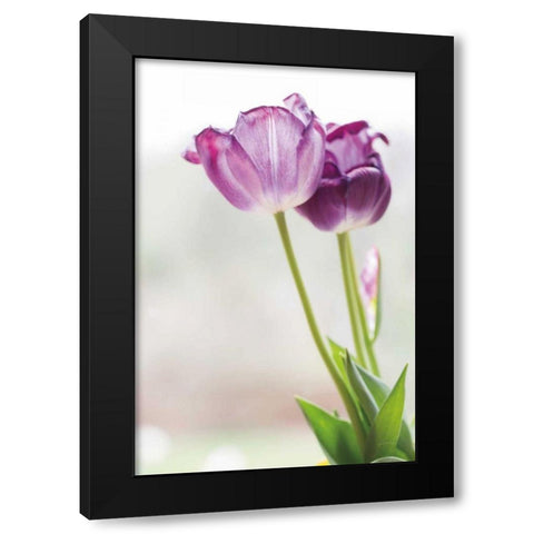 Tulip Time II Black Modern Wood Framed Art Print by Aledanda