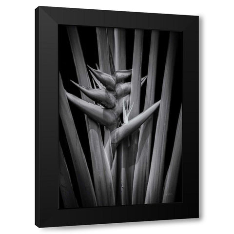 Tropical I Black Modern Wood Framed Art Print by Aledanda