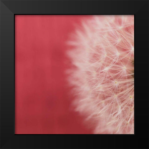 Dandelion on Red II Black Modern Wood Framed Art Print by Aledanda