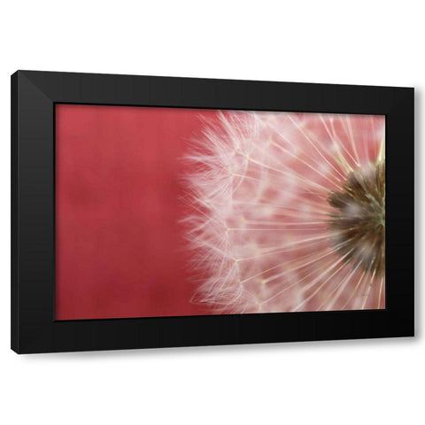 Dandelion on Red III Black Modern Wood Framed Art Print with Double Matting by Aledanda