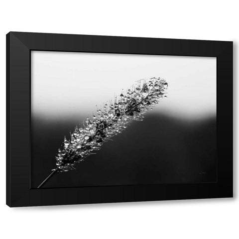 Seeds and Water II Black Modern Wood Framed Art Print with Double Matting by Aledanda