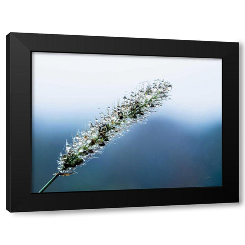 Seeds and Water III Black Modern Wood Framed Art Print by Aledanda
