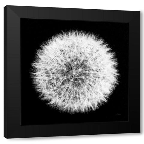 Dandelion on Black I Black Modern Wood Framed Art Print with Double Matting by Aledanda