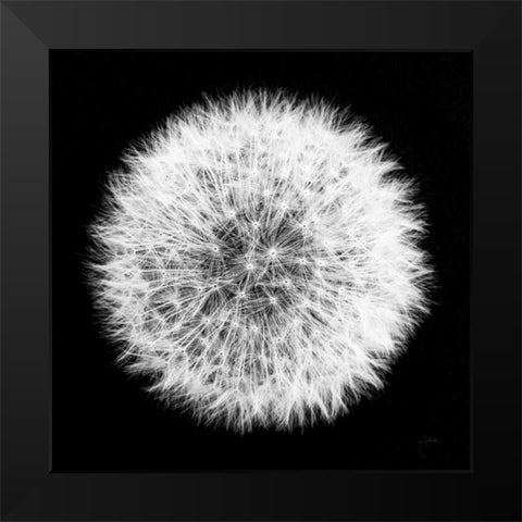 Dandelion on Black I Black Modern Wood Framed Art Print by Aledanda