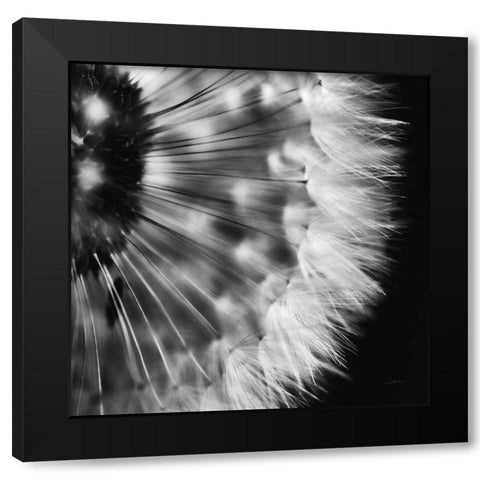 Dandelion on Black III Black Modern Wood Framed Art Print with Double Matting by Aledanda