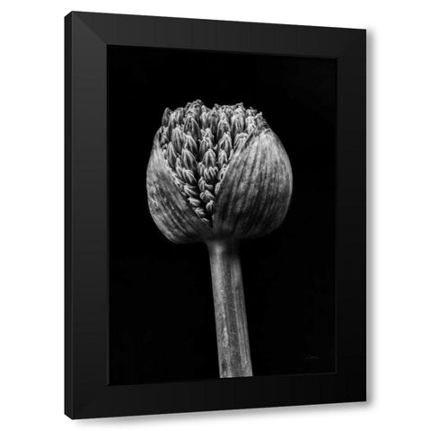 Allium I Black Modern Wood Framed Art Print by Aledanda