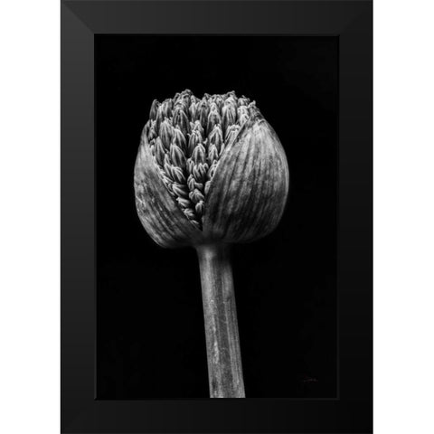 Allium I Black Modern Wood Framed Art Print by Aledanda
