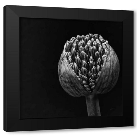 Allium II Black Modern Wood Framed Art Print by Aledanda