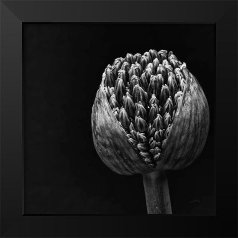 Allium II Black Modern Wood Framed Art Print by Aledanda