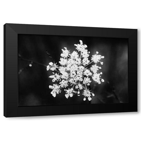 Diamond Brooch Black Modern Wood Framed Art Print by Aledanda