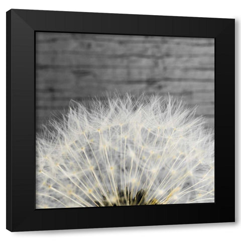 Delicate Dandelion Black Modern Wood Framed Art Print by Aledanda