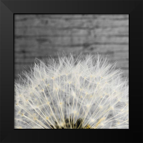 Delicate Dandelion Black Modern Wood Framed Art Print by Aledanda