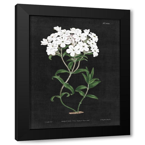 White Botanical on Black Chart VI Black Modern Wood Framed Art Print with Double Matting by Wild Apple Portfolio