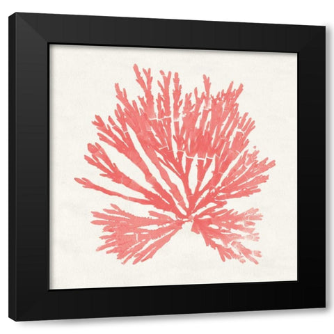 Pacific Sea Mosses II Coral Black Modern Wood Framed Art Print by Wild Apple Portfolio
