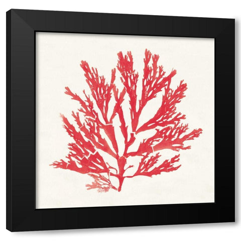Pacific Sea Mosses I Red Black Modern Wood Framed Art Print by Wild Apple Portfolio